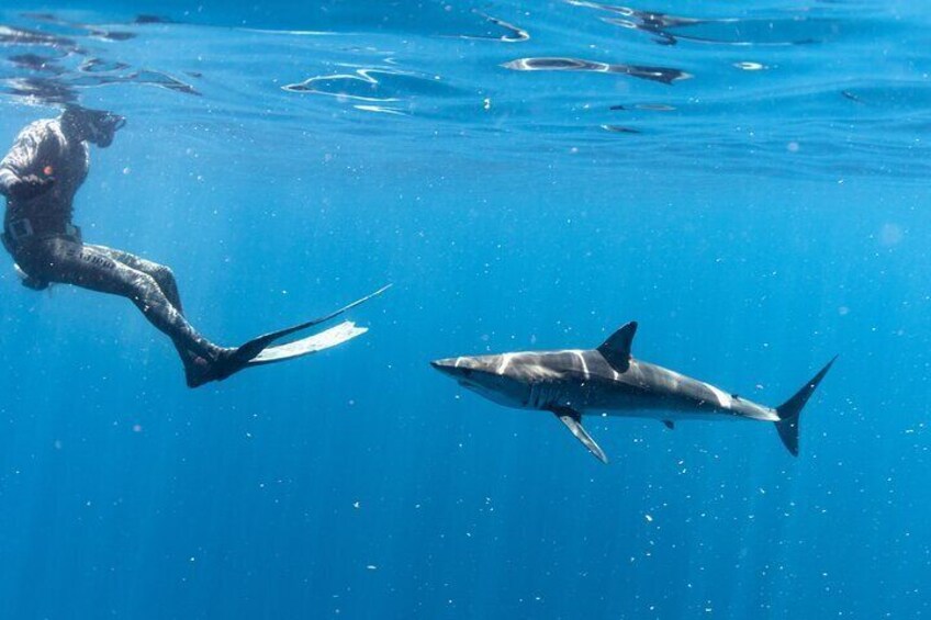 Shark Safari in San Jose del Cabo