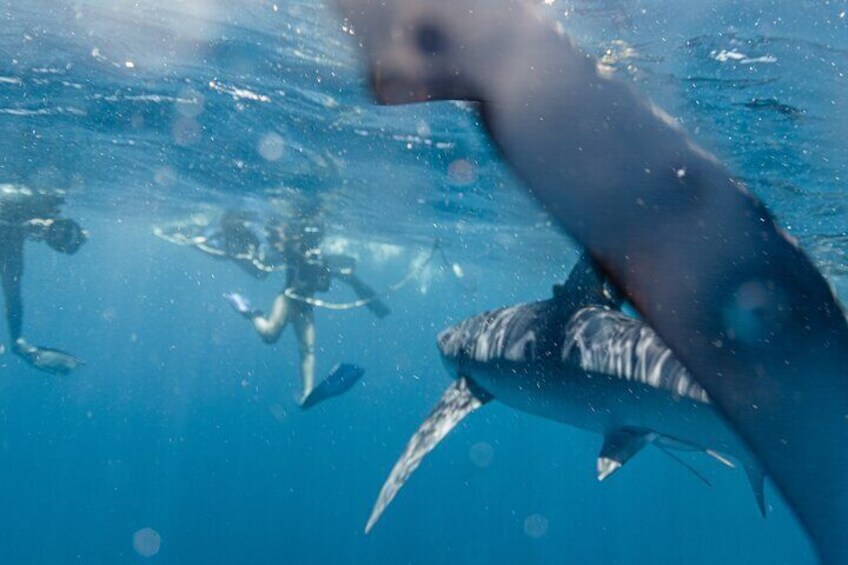 Shark Safari in San Jose del Cabo