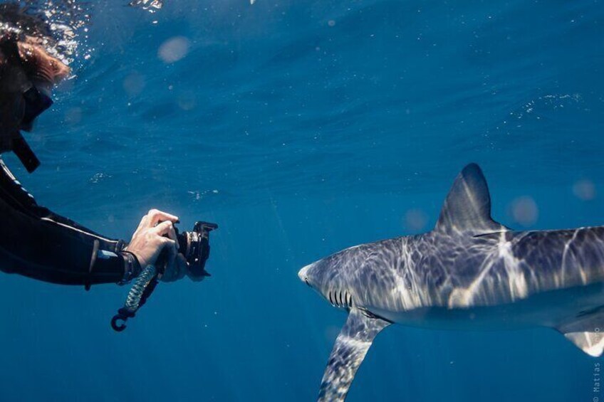 Shark Safari in San Jose del Cabo