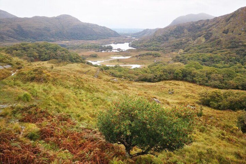 Guided Tour in Ring of Kerry 