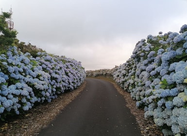 Desde Angra: tour de día completo a la isla de Terceira