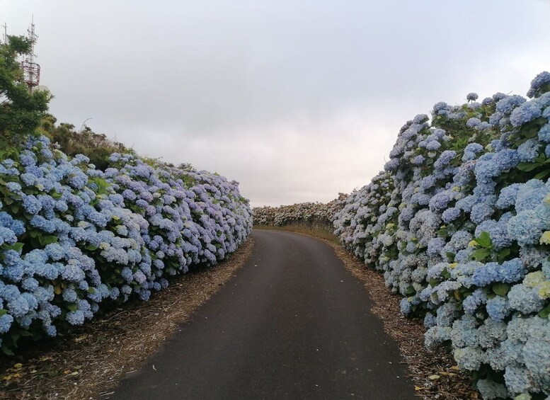 Picture 1 for Activity From Angra do Heroísmo: Terceira Island Full-Day Tour