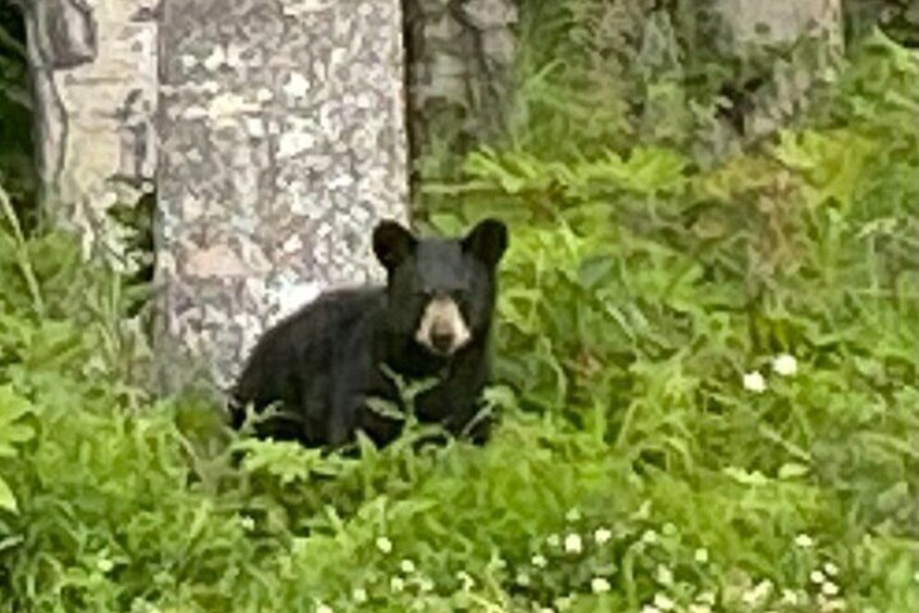 Innocence in the Wild; A black bear cub explores its world with wide-eyed wonder and boundless curiosity