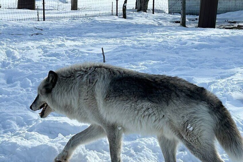 Strolling through the conservation center, the wolf moves with quiet confidence