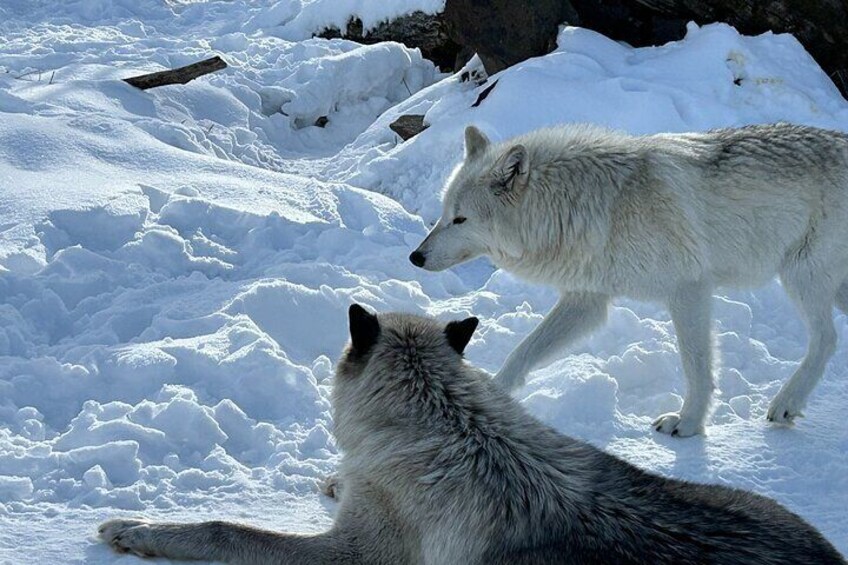 Moments in the snow; Wolves find solace in each other's company, basking in the serenity of the conservation center