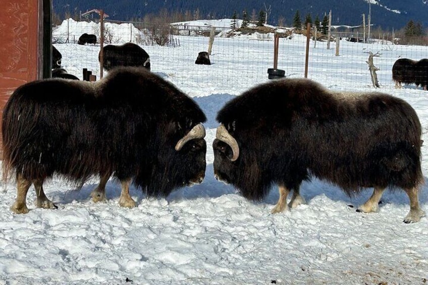 Clash Of the titans. Muskox stand off