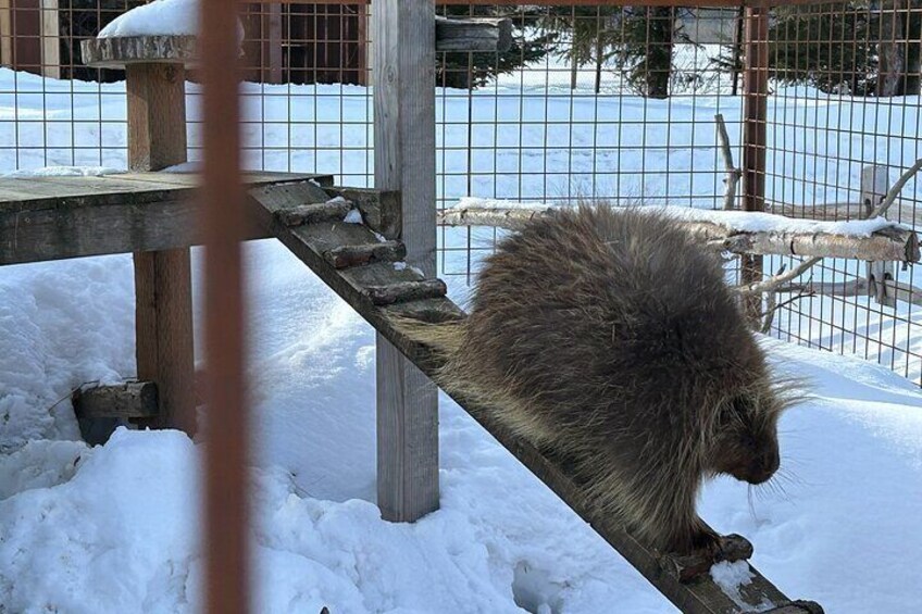 Spikey Defender: This porcupine is armed and ready to face any challenge with its protective quills