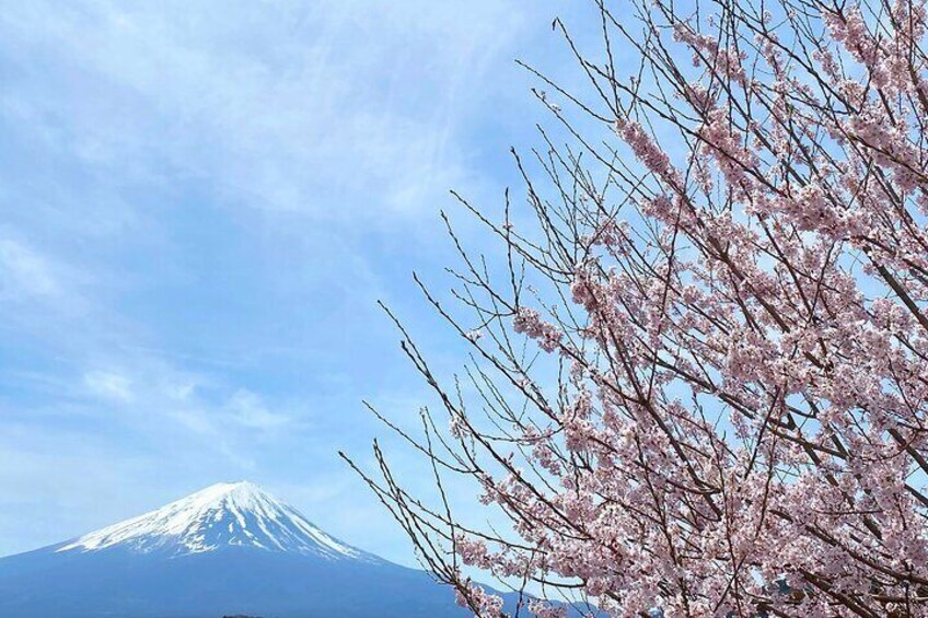 Full Day Private Tour to Mt Fuji by Luxury Vehicle