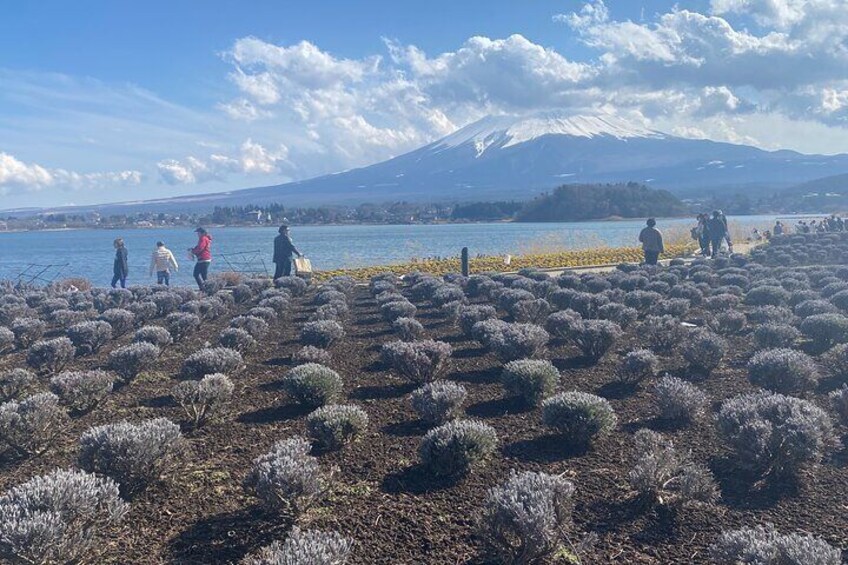 Full Day Private Tour to Mt Fuji by Luxury Vehicle
