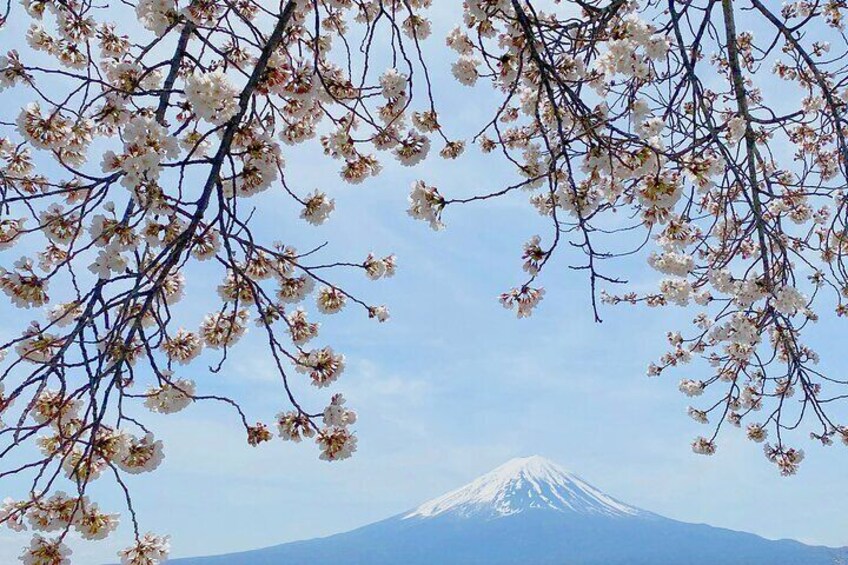 Full Day Private Tour to Mt Fuji by Luxury Vehicle