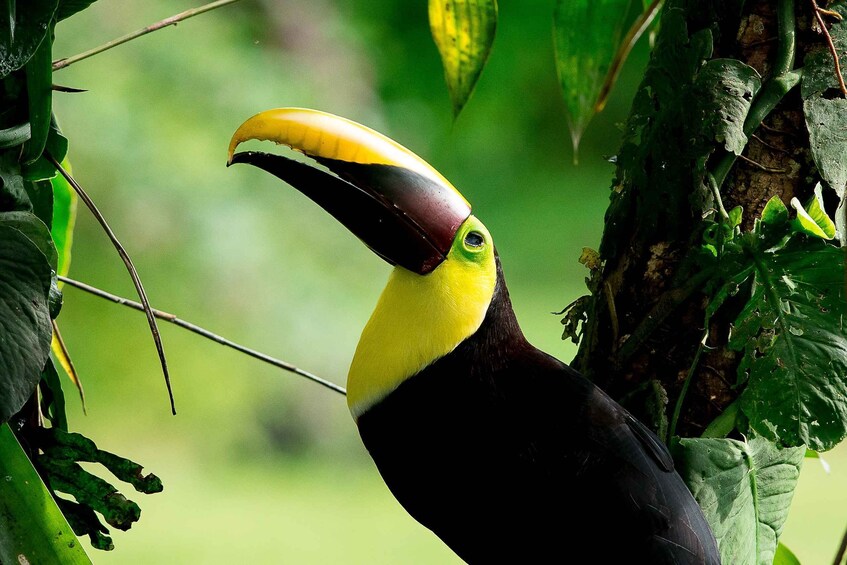 Picture 7 for Activity Manuel Antonio: Manuel Antonio National Park Tour