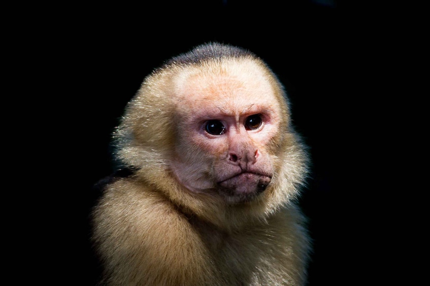 Picture 6 for Activity Manuel Antonio: Manuel Antonio National Park Tour