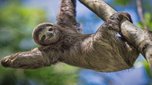 Manuel Antonio: Utflukt til Manuel Antonio nasjonalpark