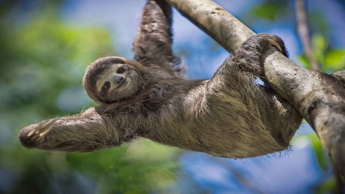 Manuel Antonio: Naturtur i Manuel Antonio Nationalpark