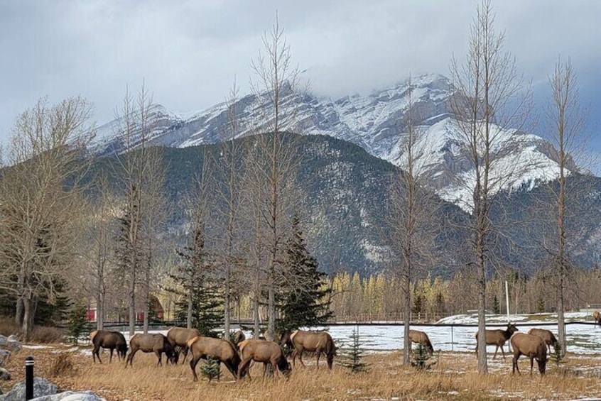 Best of Banff in Winter & Wildlife & Crazy Carpet Sled