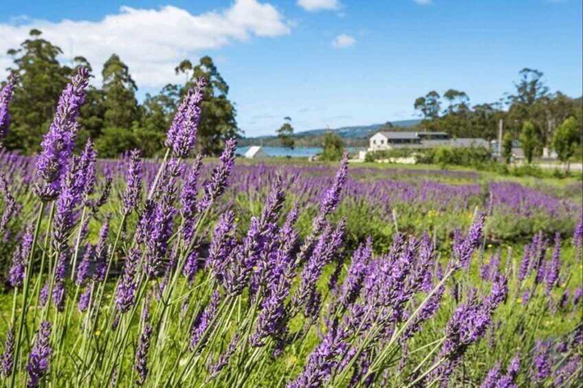 Tasman Peninsula Escapes Day Tour