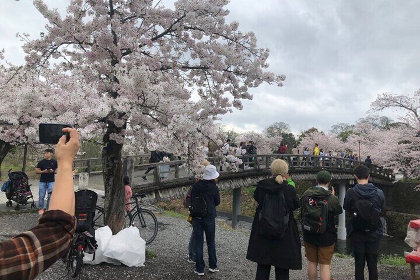 Kyoto Arashiyama Bamboo Forest & Golden pavilion Temple Bike Tour