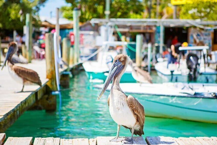 Pelican in Port of Islamorada