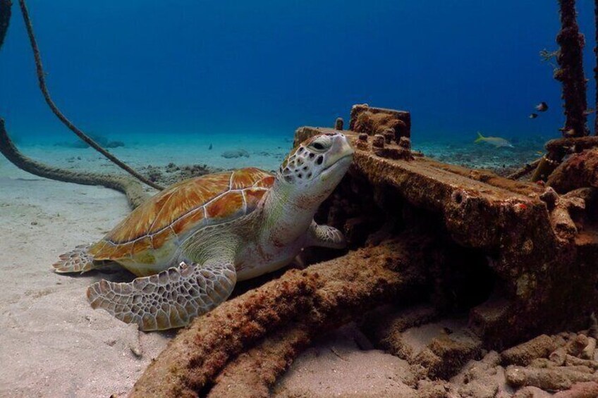 Seaturtle