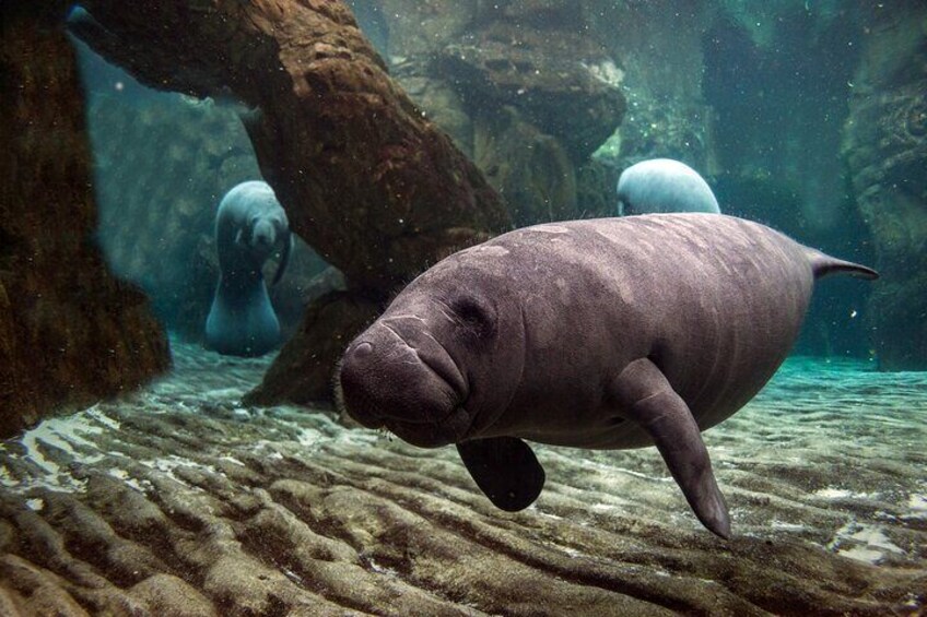 Manatee