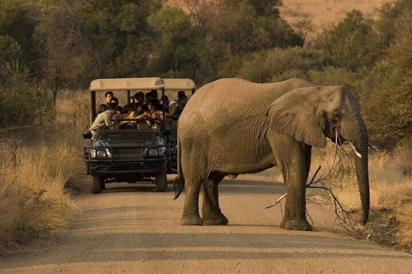 3 Hour Blue Canyon Private Reserve Game Drive