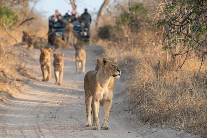 3 Hour Blue Canyon Private Reserve Game Drive