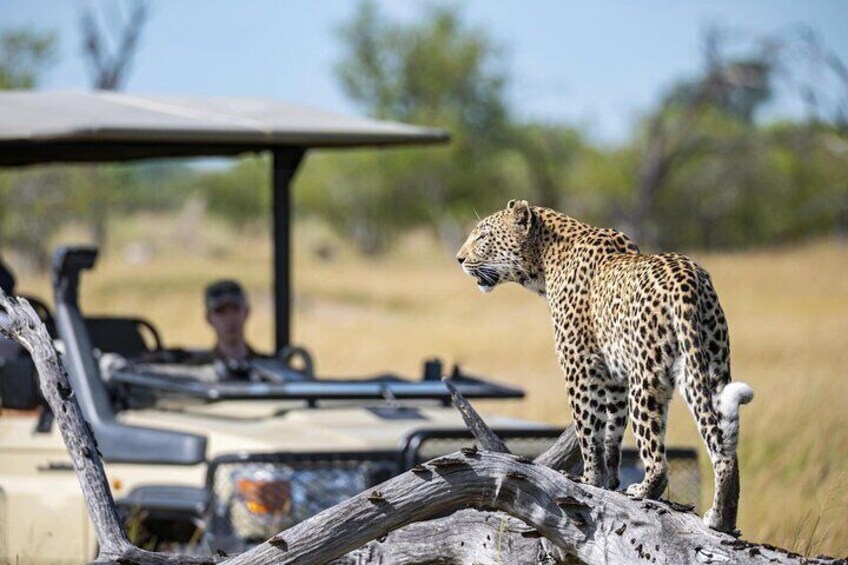 3 Hour Blue Canyon Private Reserve Game Drive