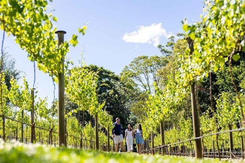 Mount Tamborine Winery Tour with Lunch from Brisbane