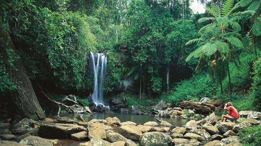 Mount Tamborine Hop on Hop off Bus from Brisbane