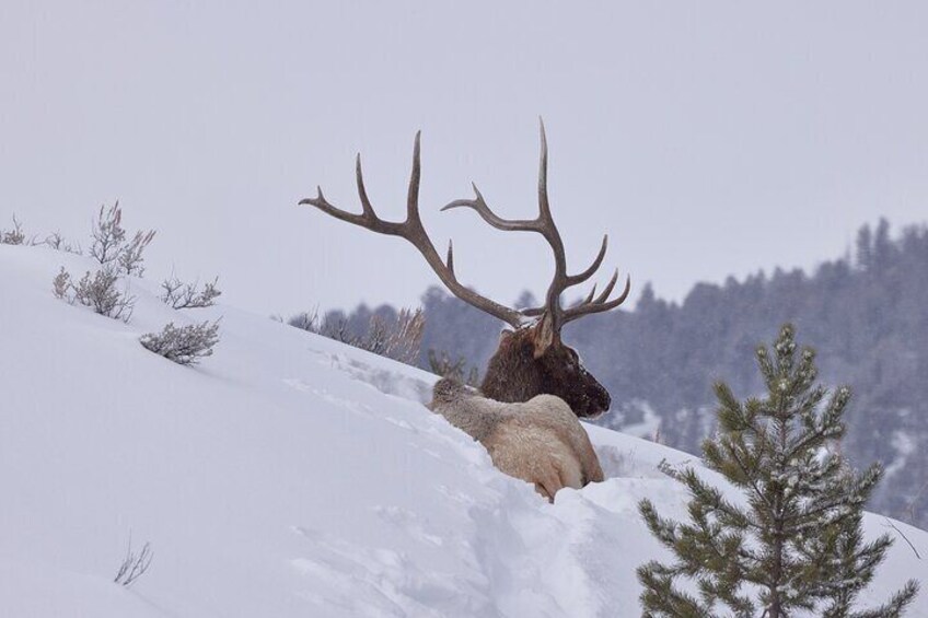 A big bull Elk resting and watching for predators