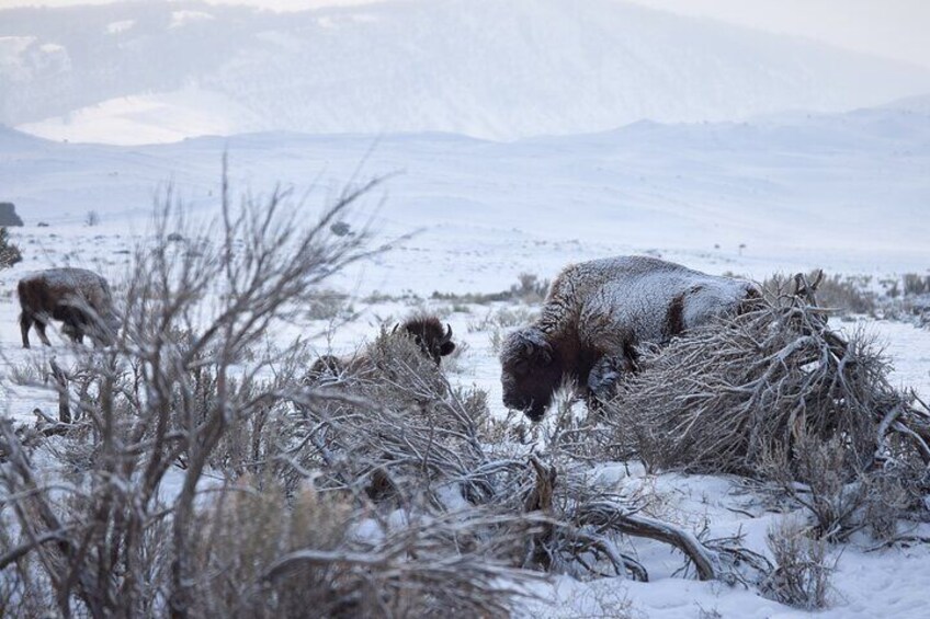 Bison at -22 F