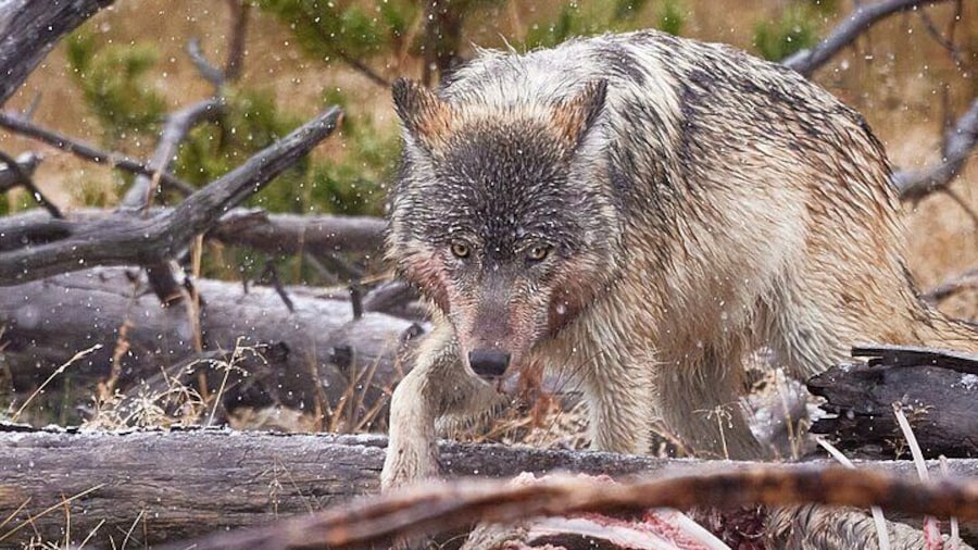 A lone wolf feeding on an elk carcass