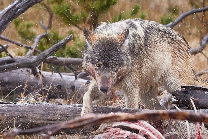 A lone wolf feeding on an elk carcass