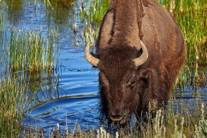 Cow Bison grazing in a seasonal wetland