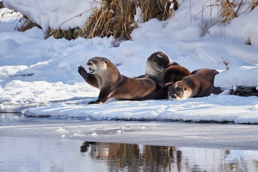 An family moment with some North American River Otters