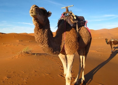 Zagora Sahara-woestijn Overnachtingsreis vanuit Ouarzazate