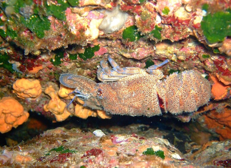 Picture 30 for Activity From Chania: Scuba Diving for Beginners