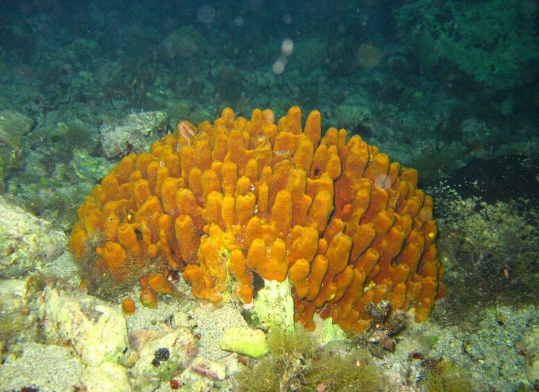 Picture 32 for Activity From Chania: Scuba Diving for Beginners