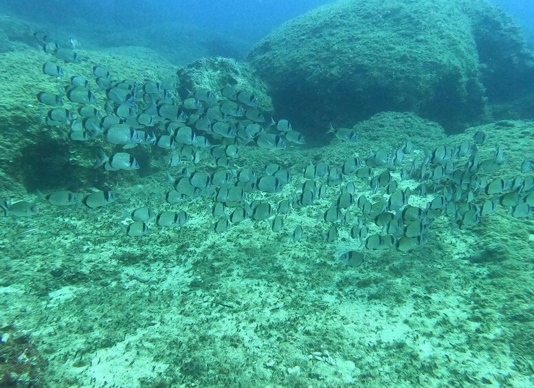 Picture 46 for Activity From Chania: Scuba Diving for Beginners