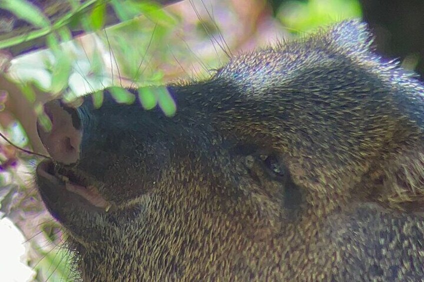 Collard Peccary
Travel to Monteverde Curicancha nature tour