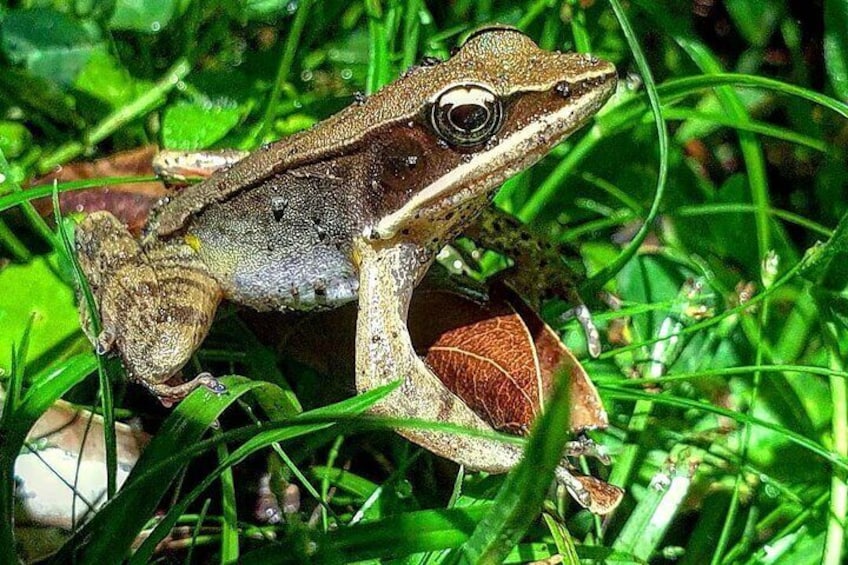 Forest-brillant Frog
Travel to Monteverde Curicancha nature tour