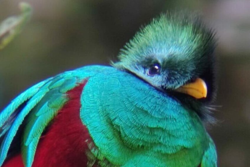 Resplendent Quetzal
Travel to Monteverde Curicancha nature tour