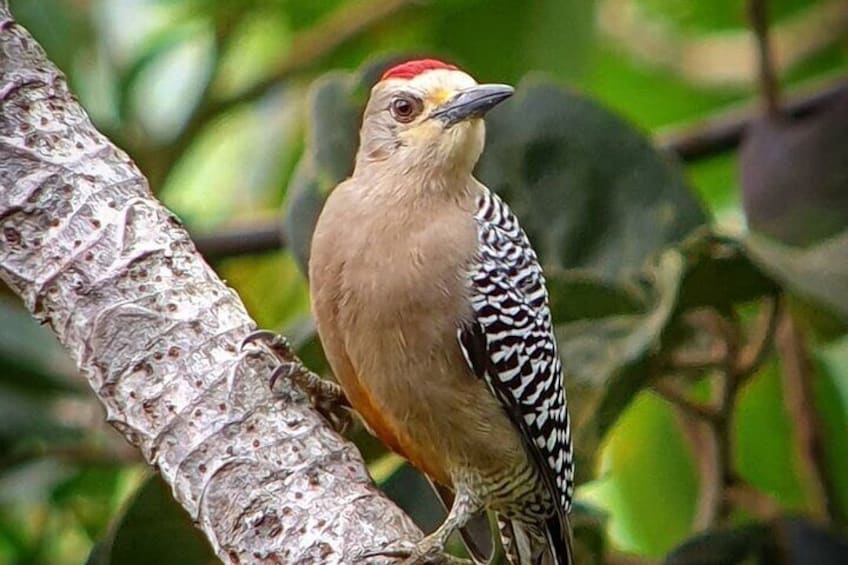 Hoffmans Woodpecker
Travel to Monteverde Curicancha nature tour