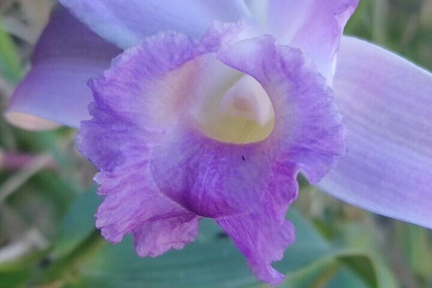 Sobralia sp wild orchid
Travel to Monteverde Curicancha nature tour