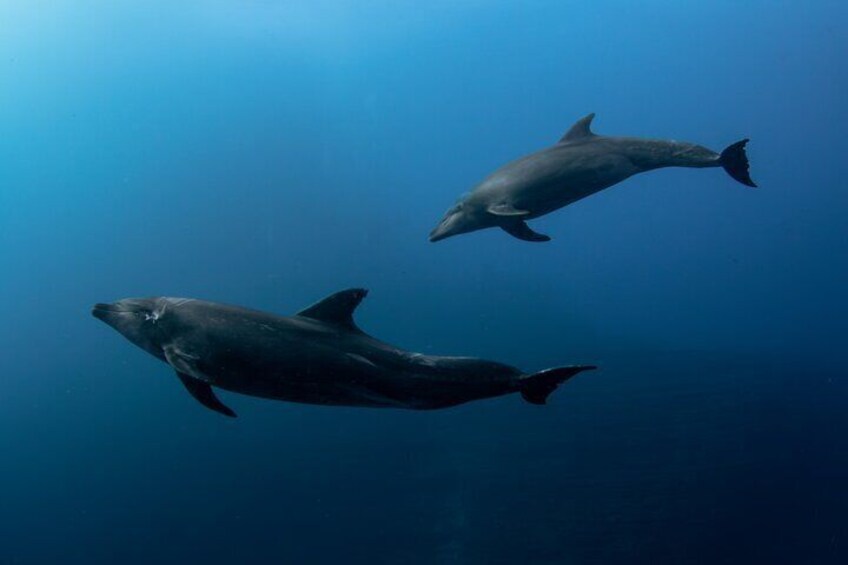 Ocean Safari in San Jose del Cabo