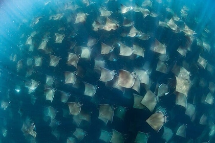 Ocean Safari in San Jose del Cabo