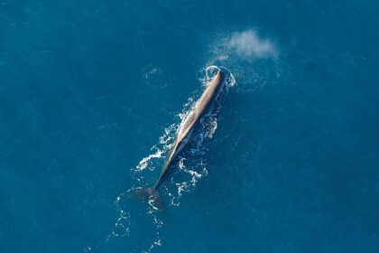 Kaikoura: 1-Hour Whale Watching Helicopter Tour