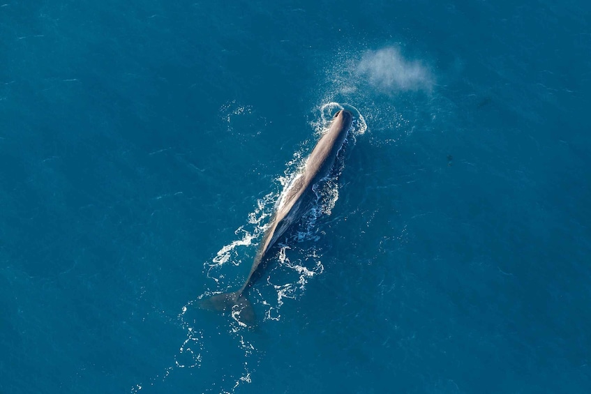Picture 7 for Activity Kaikoura: 1-Hour Whale Watching Helicopter Tour