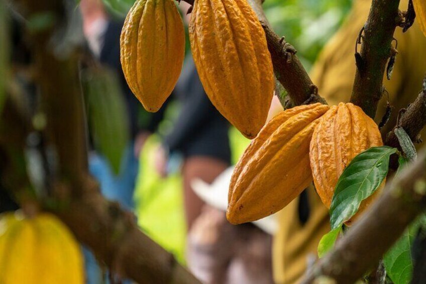 Big Island Hawaii Craft Chocolate Tasting and Farm Experience