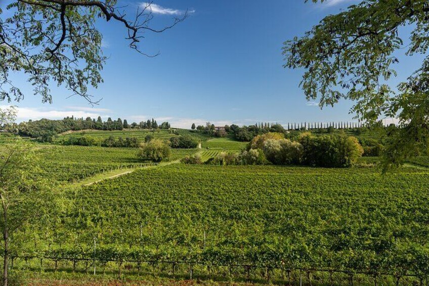 5 Wines Tasting on Custoza Hills with Vineyard Visit